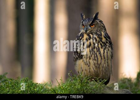 Nord del gufo reale (Bubo bubo), seduta in una foresta, Repubblica Ceca Foto Stock