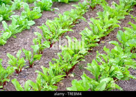 Righe di giovani barbabietole Moneta piantine (Beta vulgaris subsp. vulgaris) cresce in tarda primavera Foto Stock