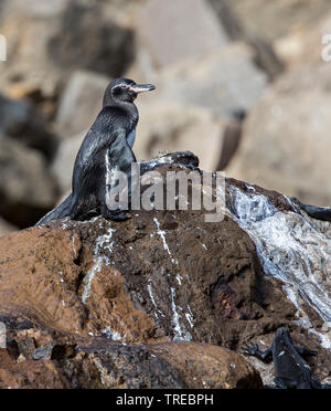 Le Galapagos penguin (Spheniscus mendiculus), su una roccia, Ecuador Isole Galapagos Foto Stock