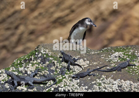 Le Galapagos penguin (Spheniscus mendiculus), capretti presso la costa rocciosa con iguane marine, Ecuador Isole Galapagos Foto Stock