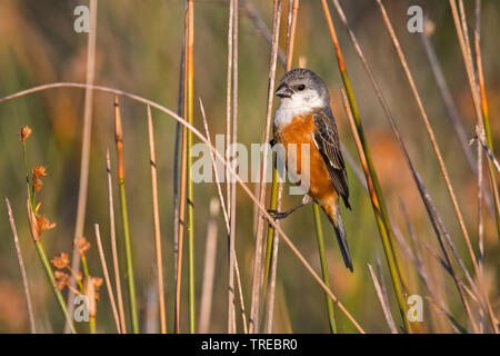 Marsh seedeater (Sporophila palustris), maschio, Brasile Foto Stock