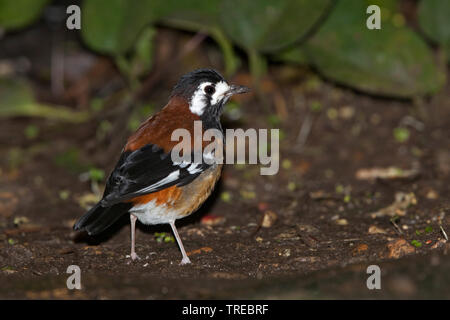 Chestnut-backed tordo di massa (Zoothera dohertyi), sul terreno, Indonesia Foto Stock