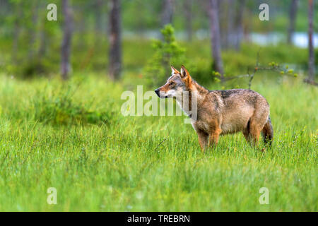 Unione lupo (Canis lupus lupus), rovistando in un prato, vista laterale, Finlandia Foto Stock
