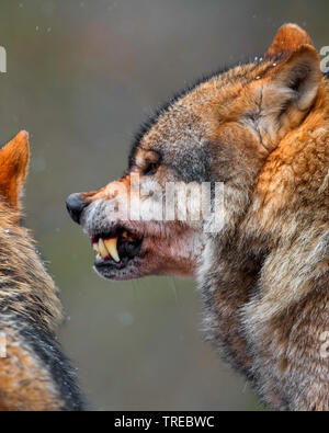 Unione lupo (Canis lupus lupus), ritratto, ululano, Finlandia Foto Stock