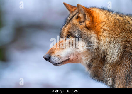 Unione lupo (Canis lupus lupus), ritratto, vista laterale, Finlandia Foto Stock