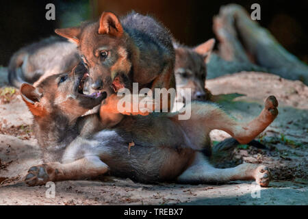 Unione lupo (Canis lupus lupus), romping due cuccioli di lupo, Finlandia Foto Stock