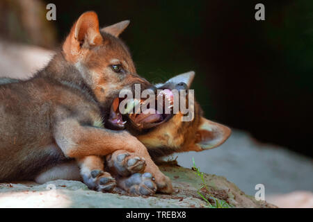 Unione lupo (Canis lupus lupus), romping due cuccioli di lupo, Finlandia Foto Stock