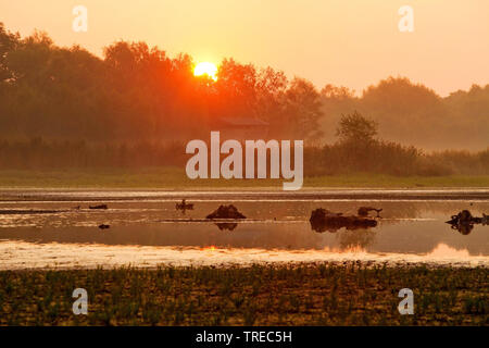 Riserva naturale Zwillbrocker Venn a sunrise, in Germania, in Renania settentrionale-Vestfalia, Muensterland, Vreden Foto Stock