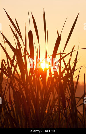 Tifa comune, di latifoglie, tifa di latifoglie del gatto di coda, grande reedmace, giunco (Typha latifolia), sunrise con di latifoglie cattails nella riserva naturale Zwillbrocker Venn, in Germania, in Renania settentrionale-Vestfalia, Muensterland, Vreden Foto Stock