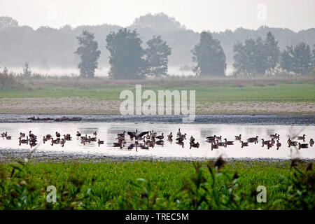 Anatre in uno stagno nella riserva naturale Zwillbrocker Venn, in Germania, in Renania settentrionale-Vestfalia, Muensterland, Vreden Foto Stock
