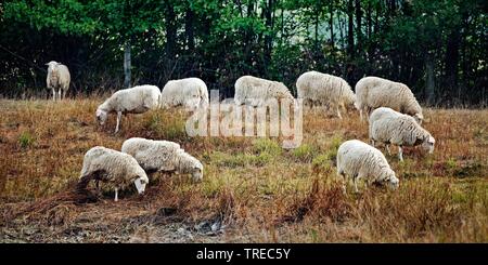 Gli animali domestici delle specie ovina (Ovis ammon f. aries), pecore al pascolo nella riserva naturale Zwillbrocker Venn, in Germania, in Renania settentrionale-Vestfalia, Muensterland, Vreden Foto Stock