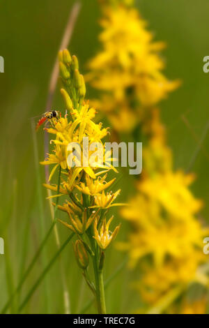Bog asphodel (Narthecium ossifragum), inflorescense con hoverfly, Paesi Bassi, Gelderland Foto Stock