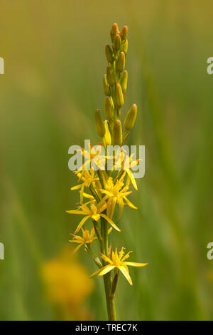 Bog asphodel (Narthecium ossifragum), inflorescense, Paesi Bassi, Gelderland Foto Stock