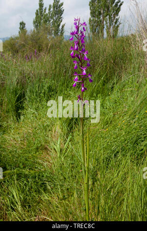 Bog orchid (Orchis palustris, Anacamptis palustris), che fiorisce in un prato di palude, Grecia, Lesbo Foto Stock