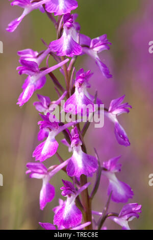 Bog orchid (Orchis palustris, Anacamptis palustris) Deatil di un'infiorescenza, Grecia, Lesbo Foto Stock