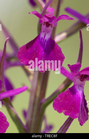 Bog orchid (Orchis palustris, Anacamptis palustris), il dettaglio di un'infiorescenza, Grecia, Lesbo Foto Stock