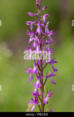 Bog orchid (Orchis palustris, Anacamptis palustris), infiorescenza, Grecia, Lesbo Foto Stock