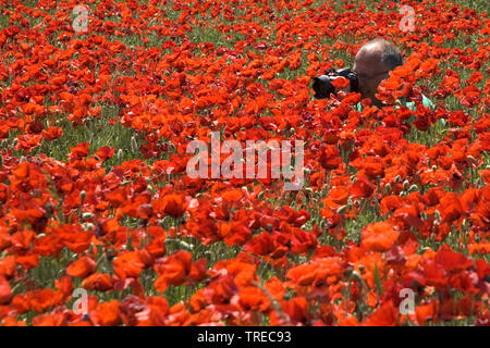 Comune di papavero, mais, papavero rosso papavero (Papaver rhoeas), fotografo nel campo di papavero, Grecia, Lesbo Foto Stock