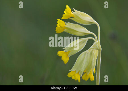 Cowslip, comune cowslip Cowslip primula (Primula veris, Primula officinalis), infiorescenza, Germania, Eifel Foto Stock