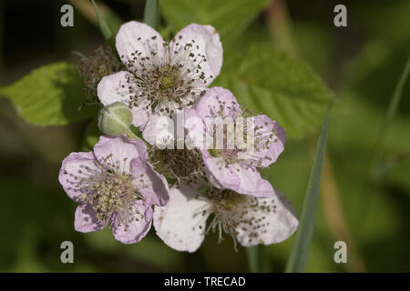 Blackberry arbustive (Rubus fruticosus), fiori, Paesi Bassi Limburg Foto Stock
