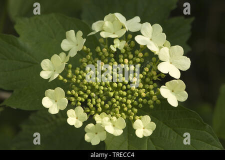 Viburno-rose viburnum (Viburnum opulus), infiorescenza con molti boccioli, Paesi Bassi, Paesi Bassi del Nord Foto Stock