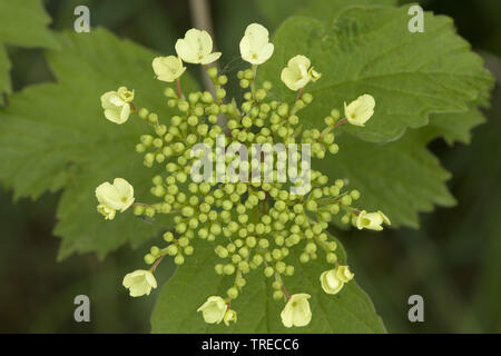 Viburno-rose viburnum (Viburnum opulus), infiorescenza con molti boccioli, Paesi Bassi, Paesi Bassi del Nord Foto Stock