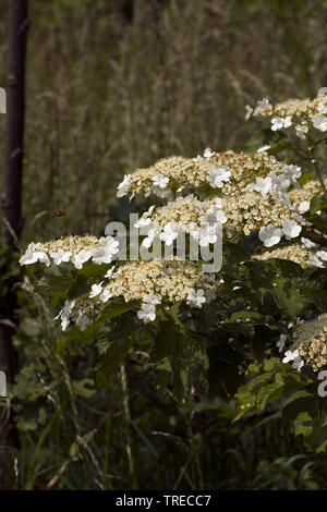 Viburno-rose viburnum (Viburnum opulus), infiorescenza con molti boccioli, Paesi Bassi, Paesi Bassi del Nord Foto Stock