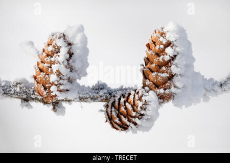 Larice comune, EUROPEE Larice (Larix decidua, Larix europaea), larice coni con trasformata per forte gradiente frost, Svizzera Foto Stock