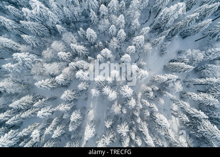 Abete (Picea abies), vista aerea di una foresta invernale , Svizzera Foto Stock