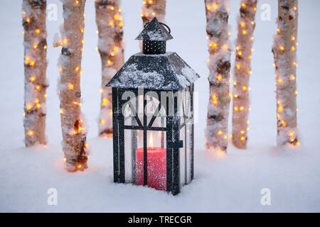 Lanterna con illuminato steli di betulla al di fuori, Svizzera Foto Stock