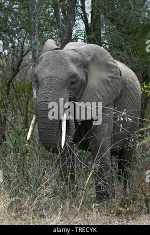 Elefante africano (Loxodonta africana), mangiare in un arbusteto, Sud Africa, Lowveld Krueger National Park Foto Stock