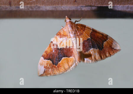 Bloccate il giallo (Cidaria fulvata), ritratto a figura intera, vista da sopra, Paesi Bassi Foto Stock