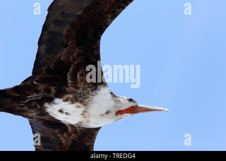 Magnifica Frigate Bird (Fregata magnificens), volare, Curacao Foto Stock