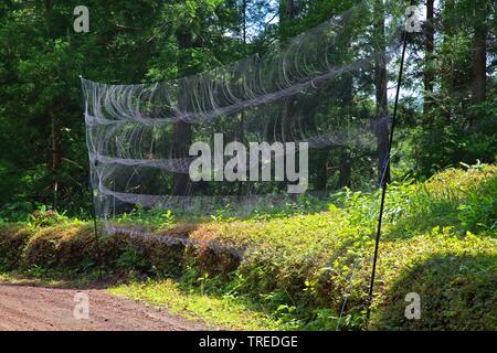 Mist net per la cattura degli uccelli per la presenza di bande, Azzorre, Sao Miguel Foto Stock