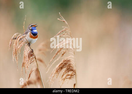 White-spotted pettazzurro (Luscinia svecica cyanecula), cantando maschio, Paesi Bassi, South Holland Foto Stock