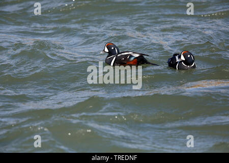 Arlecchino anatra (Histrionicus histrionicus), due di nuoto I draghetti, Islanda Foto Stock