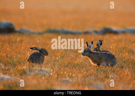 Lepre europea, Marrone lepre (Lepus europaeus), tre brown lepri nella luce del mattino, Paesi Bassi Olanda meridionale Foto Stock