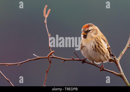 Redpoll, redpoll comune (Carduelis flammea, Acanthis flammea), seduto su un ramo, Germania Foto Stock