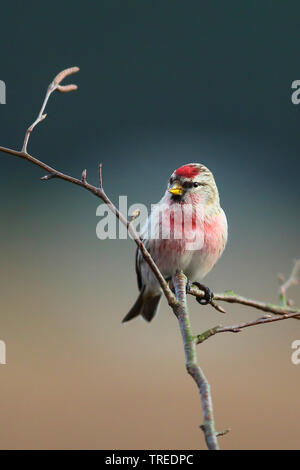 Redpoll, redpoll comune (Carduelis flammea, Acanthis flammea), seduto su un ramo, Germania Foto Stock