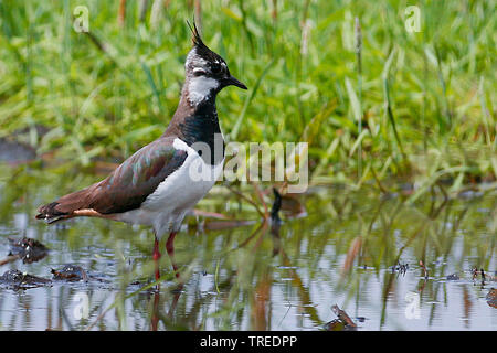 Pavoncella (Vanellus vanellus), si trova in acque poco profonde, Germania Foto Stock