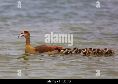 Oca egiziana (Alopochen aegyptiacus), con goslings, Germania Foto Stock