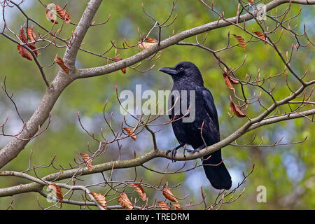 Carrion crow (Corvus corone, Corvus corone corone), si siede su un ramo, Germania Foto Stock