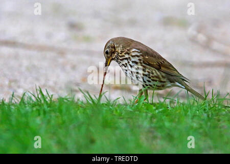 Tordo bottaccio (Turdus philomelos), tira fuori i lombrichi del terreno, Germania Foto Stock