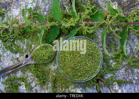 Ortica (Urtica dioica), raccolti di semi, Germania Foto Stock