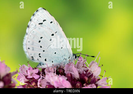 Holly blu, Holly-Blue (Celastrina argiolus, Celestrina argiolus, Cyaniris argiolus, Lycaena argiolus), su Origanum vulgare, Germania Foto Stock