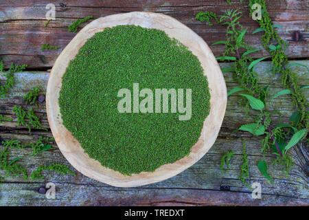 Ortica (Urtica dioica), raccolti di semi, Germania Foto Stock