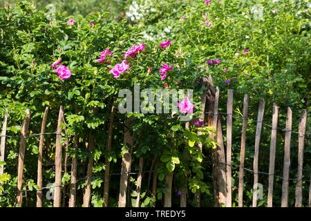 Rosa rugosa, Giapponese rosa (Rosa rugosa), fioritura in un recinto, Germania Foto Stock