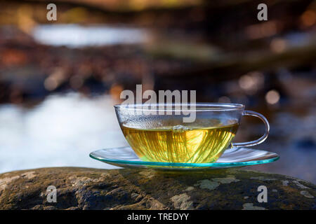 Il tè fatto da foglie fresche di ortica, chickweed e goosegrass, Germania Foto Stock