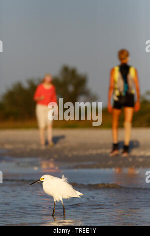 Snowy garzetta (Egretta thuja), sulla spiaggia con due persone, STATI UNITI D'AMERICA, Florida Foto Stock