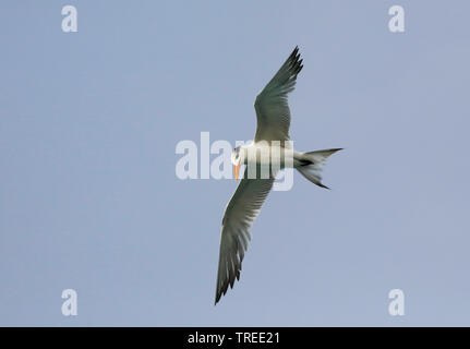 Royal tern (Thalasseus maximus, Sternea maxima), in volo, Curacao Foto Stock